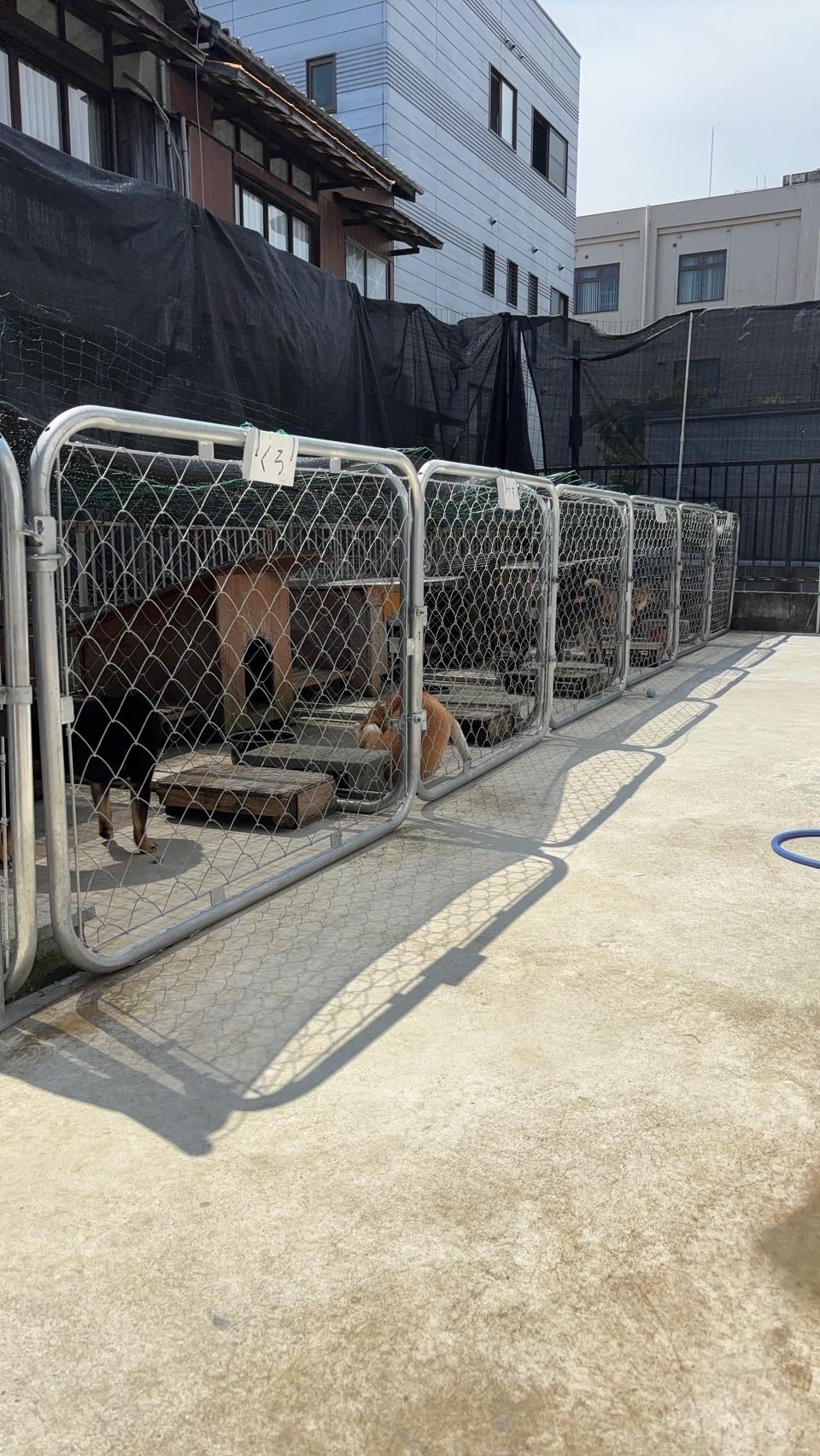 犬舎の様子