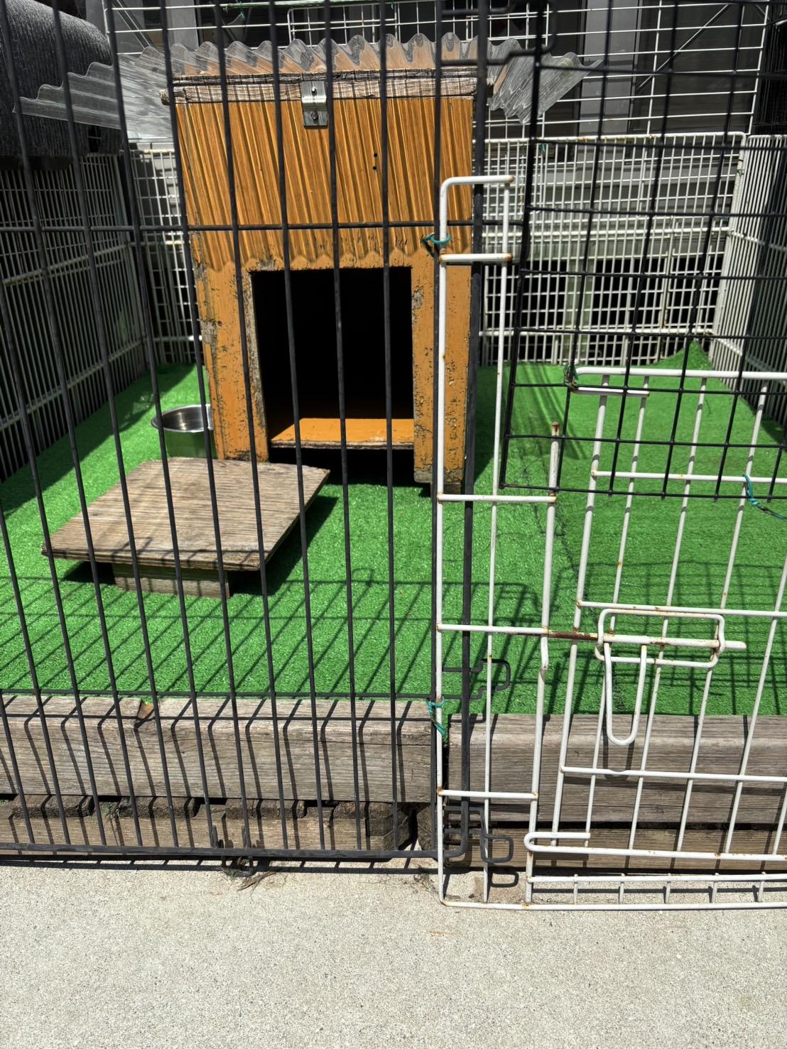 犬舎の様子